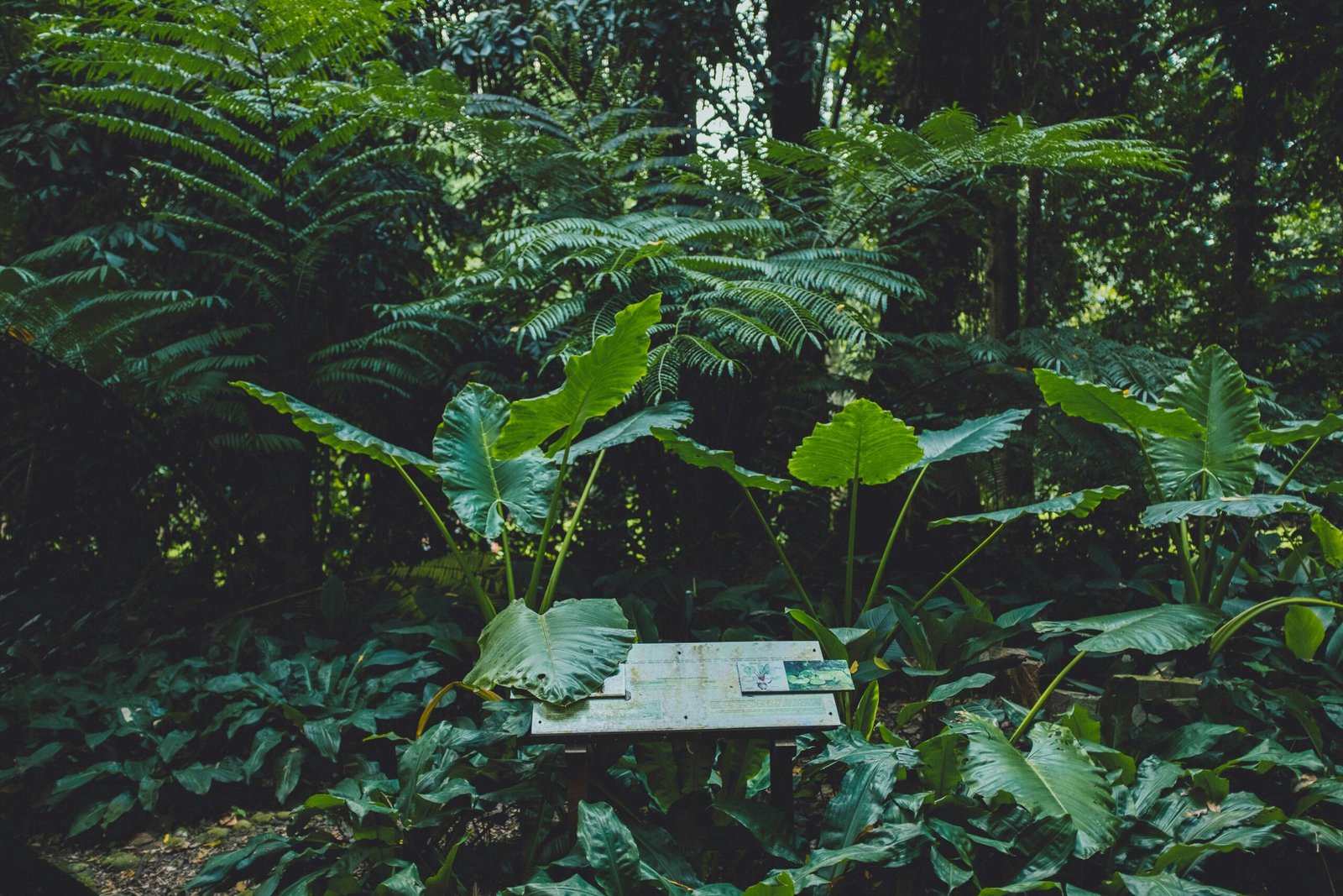 a bench in a forest